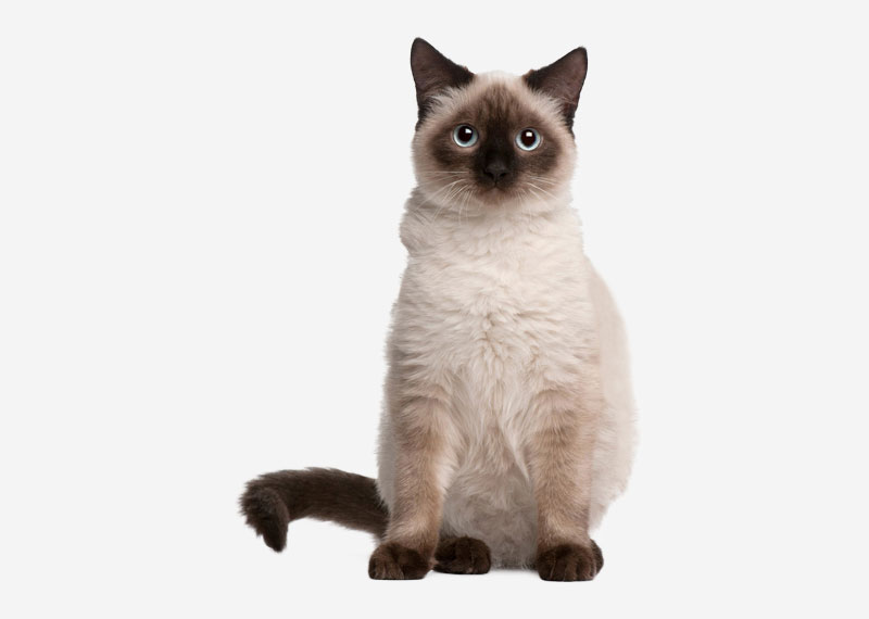 Tonkinese