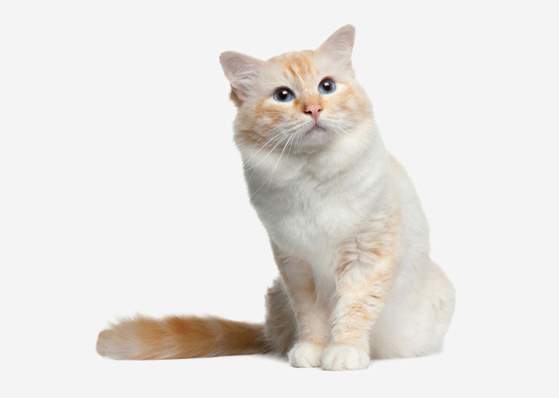 Turkish Van