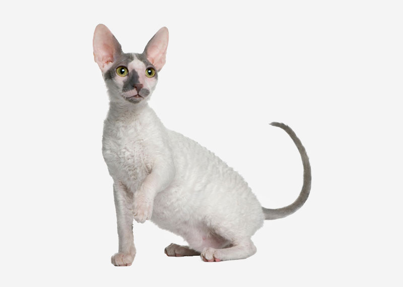 Devon Rex