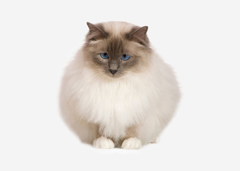 Birman