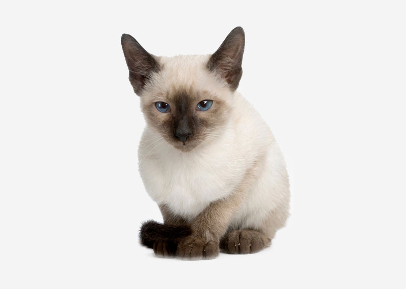 Siamese