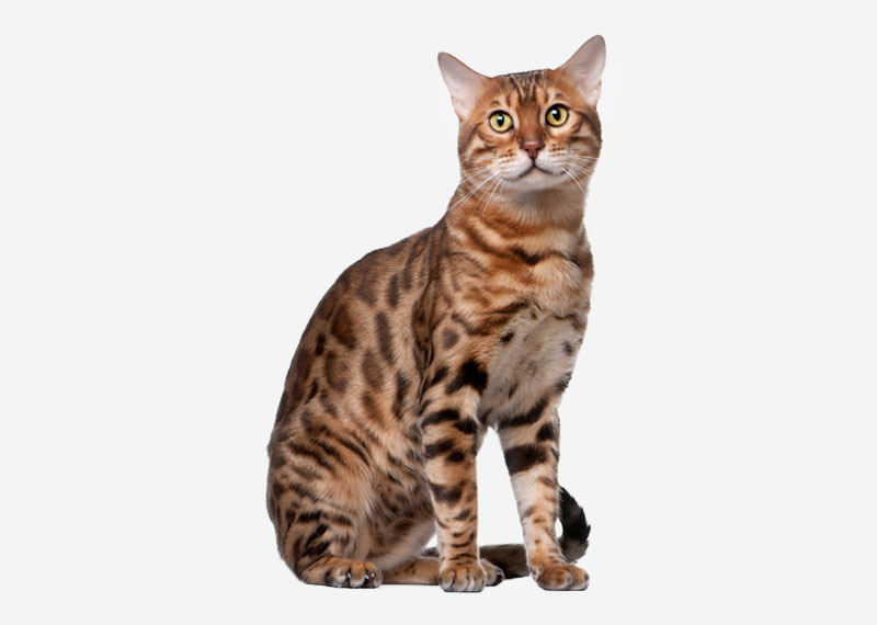 Ocicat