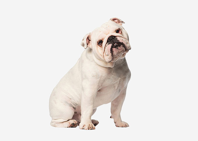 Bulldog