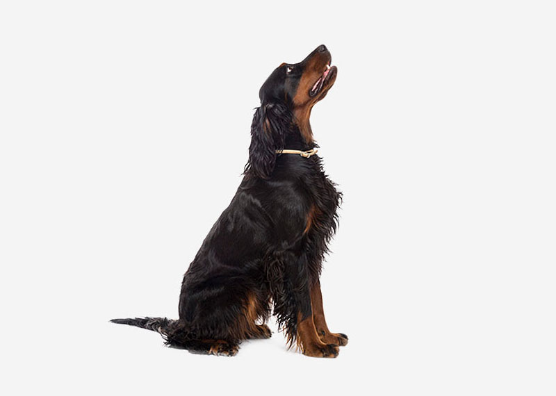 Gordon Setter