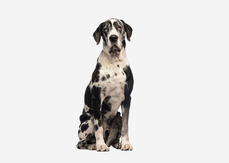 Great Dane