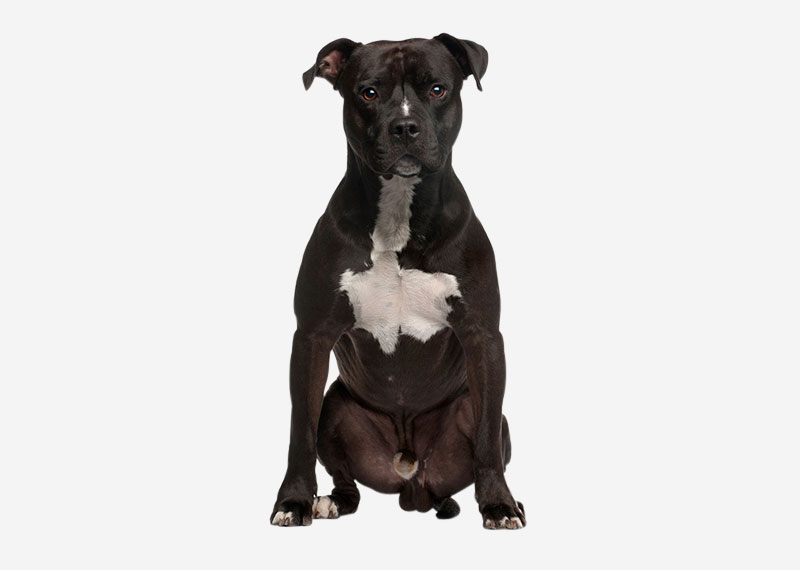 Staffordshire Bull Terrier