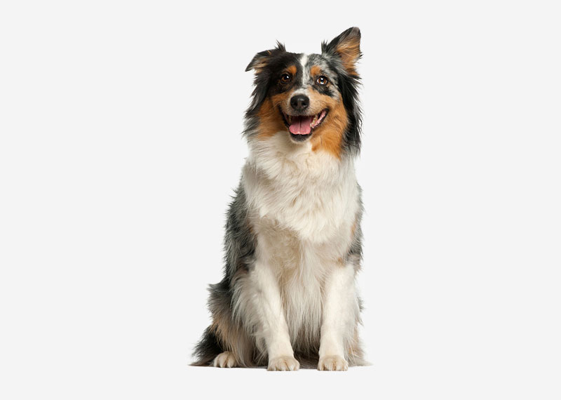 Australian Shepherd