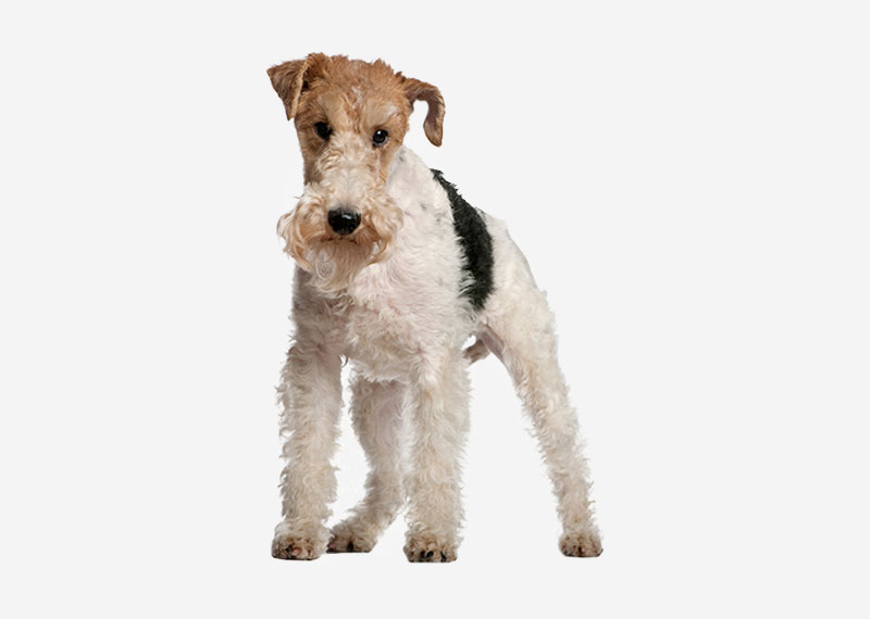 Airedale Terrier