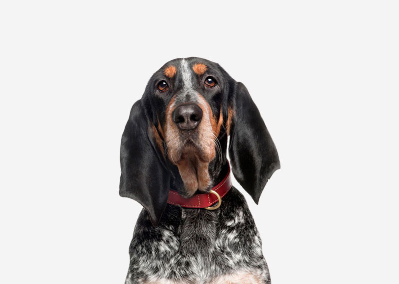 Bluetick Coonhound