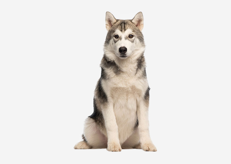 Siberian Husky