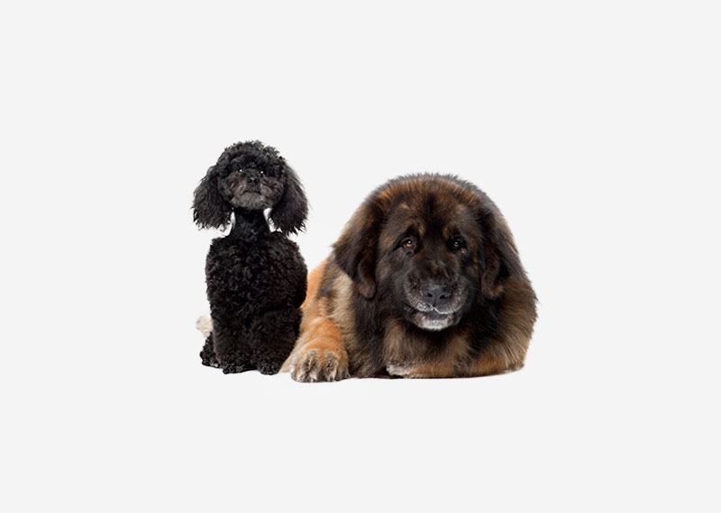 Tibetan Mastiff