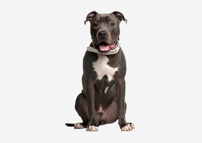 American Pit Bull Terrier