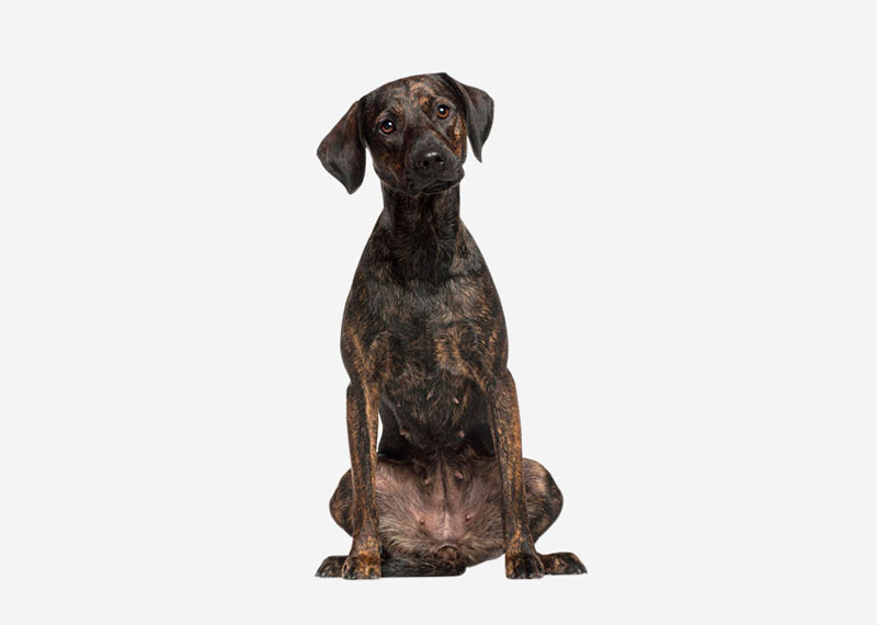 Catahoula Cur