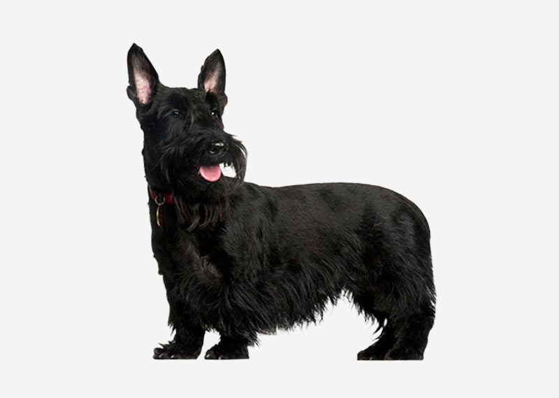 Scottish Terrier