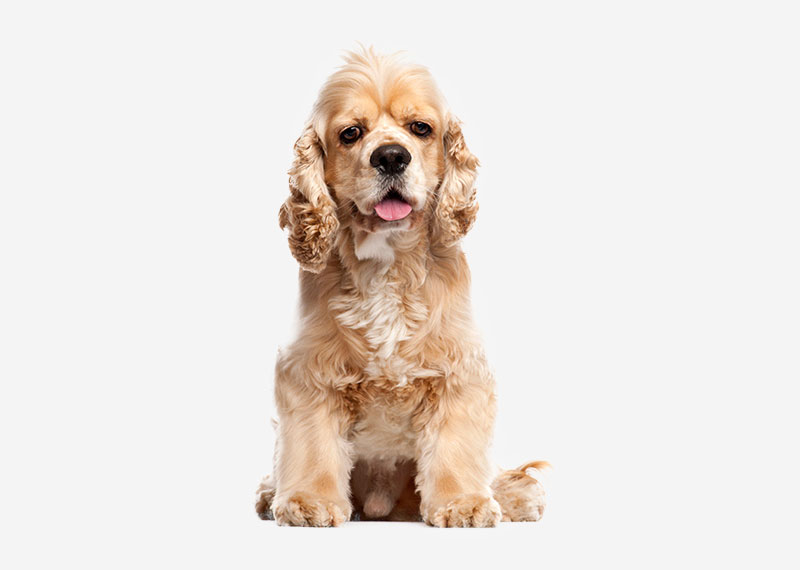 American Cocker Spaniel