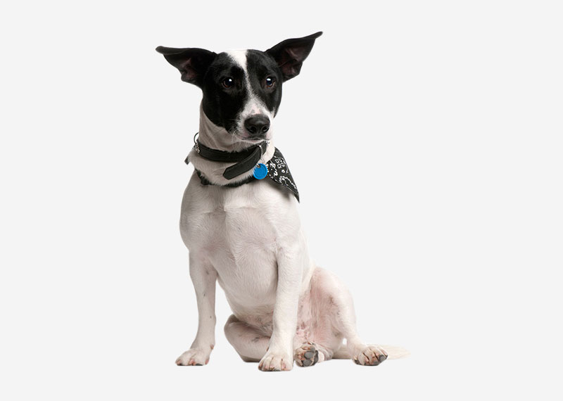 Rat Terrier