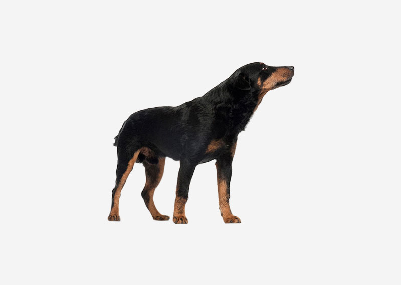 Doberman Pinscher