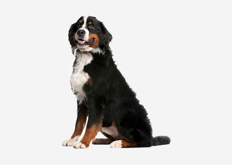 Bernese Mountain Dog