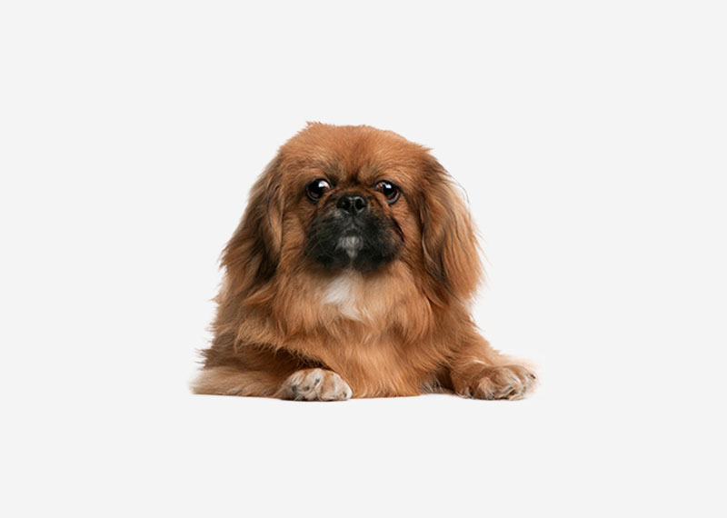 Pekingese