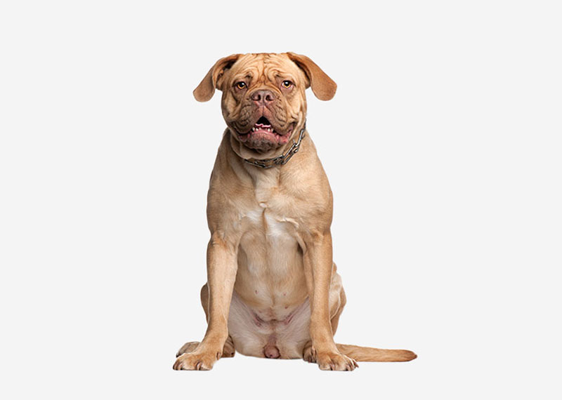 Dogue de Bordeaux