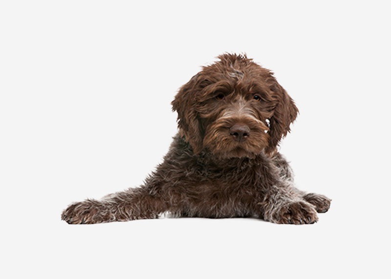 Wirehaired Pointing Griffon