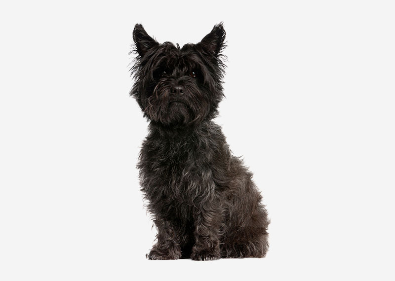 Cairn Terrier