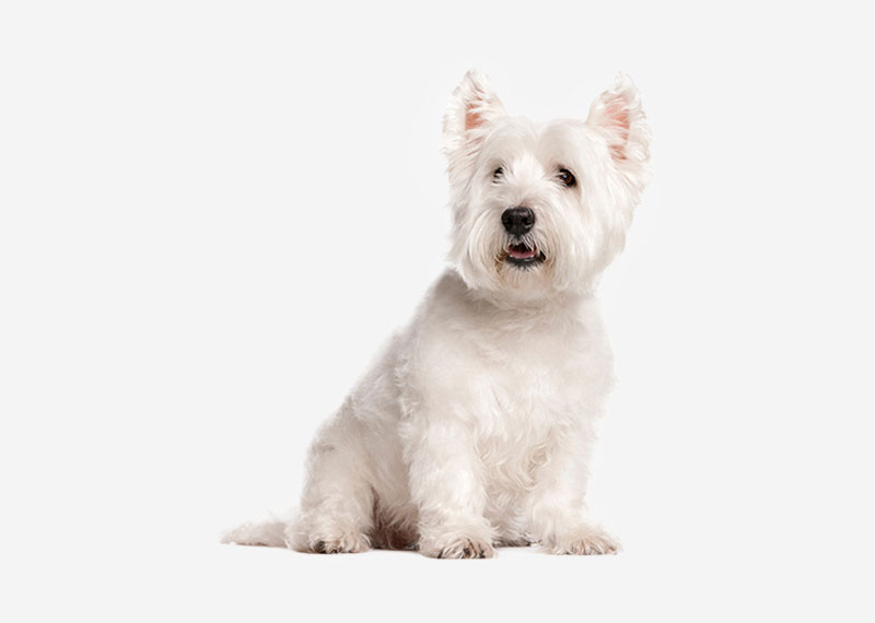 West Highland White Terrier