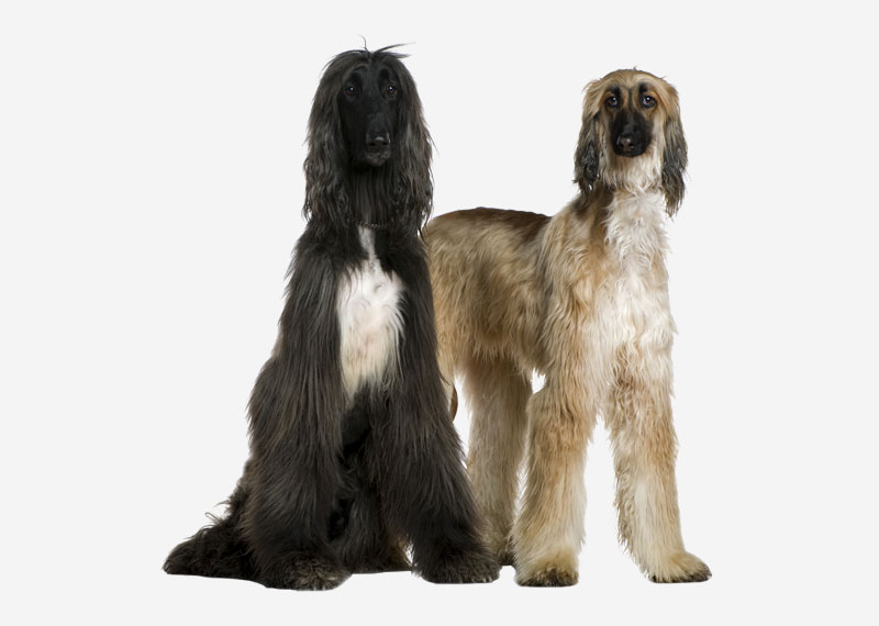 Afghan Hound