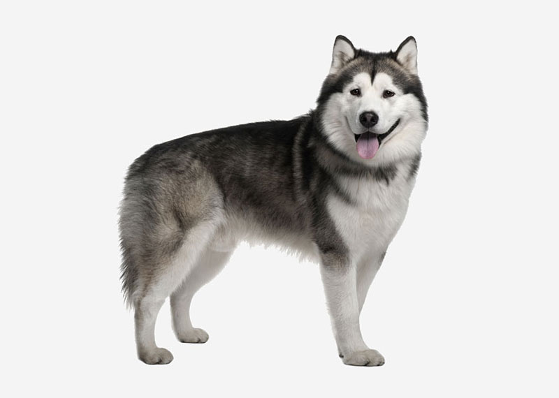 Alaskan Malamute