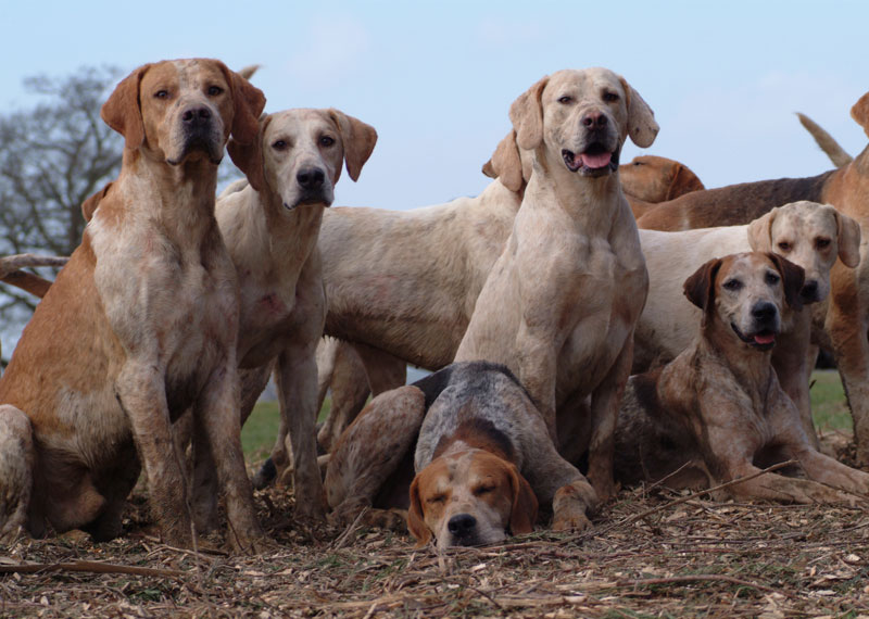 American Foxhound