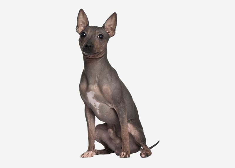 American Hairless Terrier