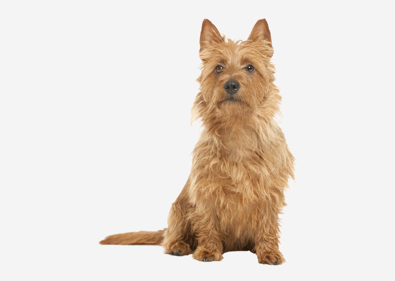 Australian Terrier