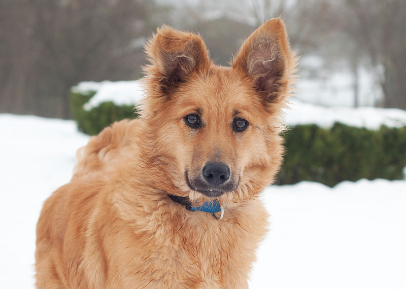 Basque Shepherd Dog