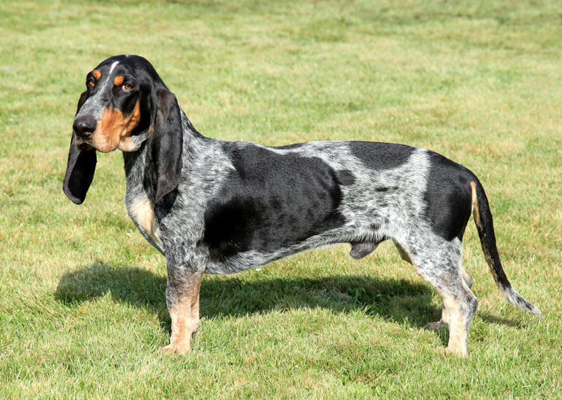 Basset Bleu de Gascogne