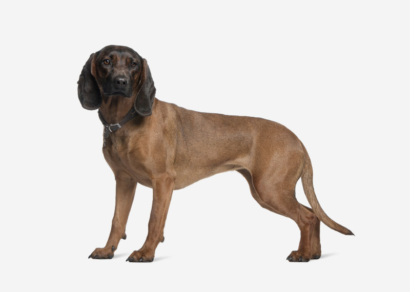 Bavarian Mountain Hound