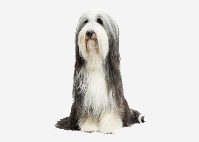 Bearded Collie