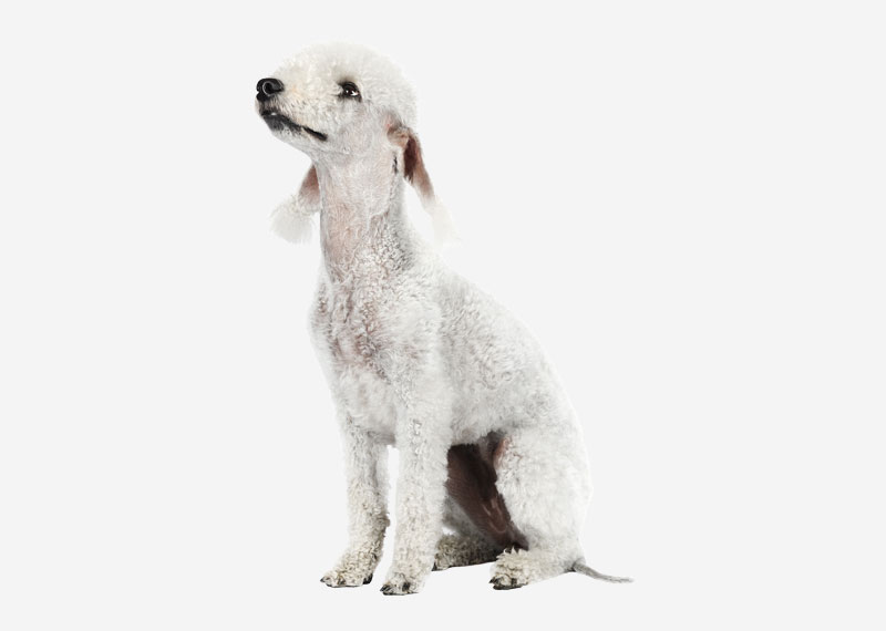 Bedlington Terrier