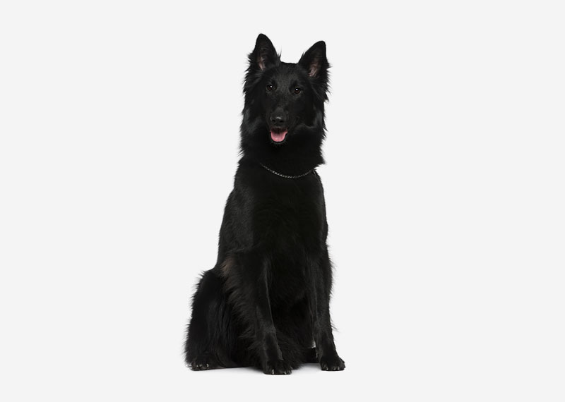 Belgian Shepherd Dog (Groenendael)