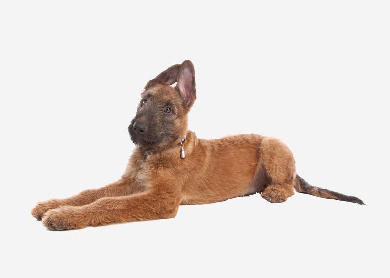 Belgian Shepherd Dog (Laekenois)