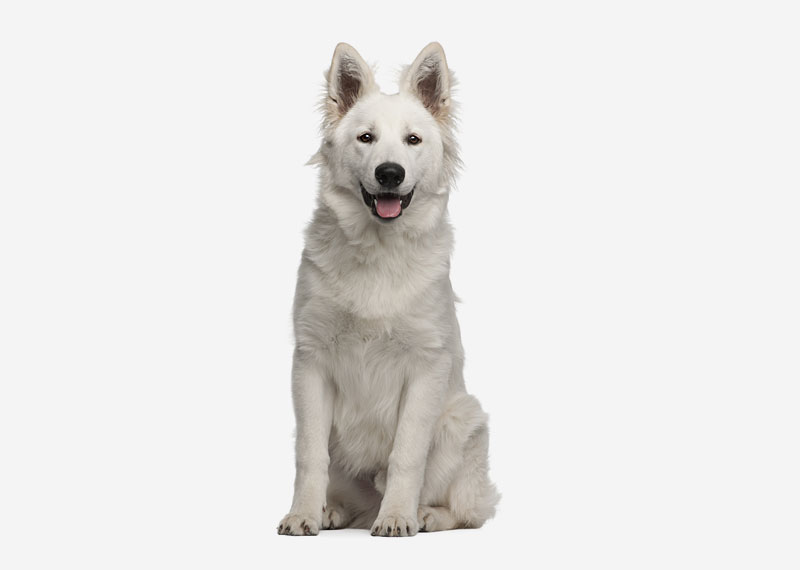 Berger Blanc Suisse