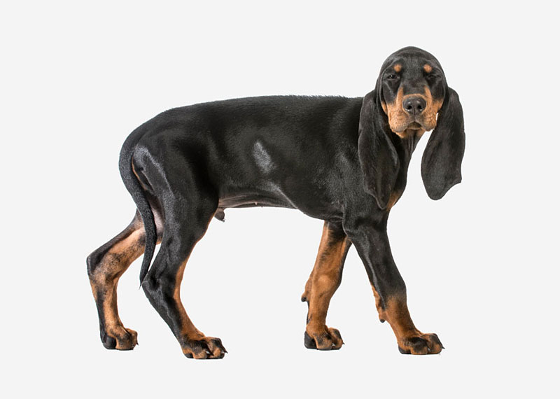 Black and Tan Coonhound