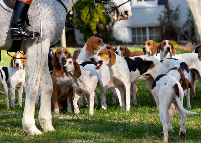 Black and Tan Virginia Foxhound