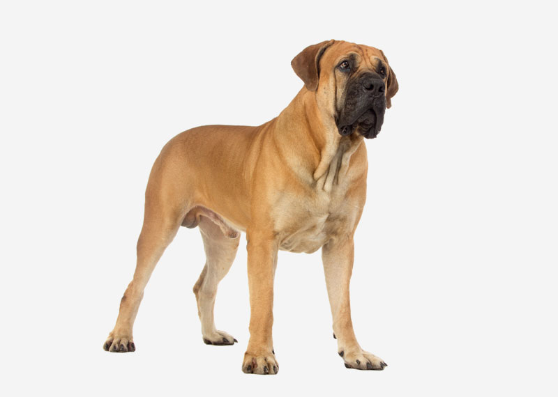 Boerboel