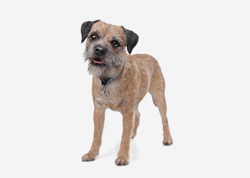 Border Terrier