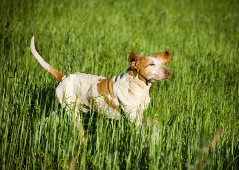 Bracco Italiano