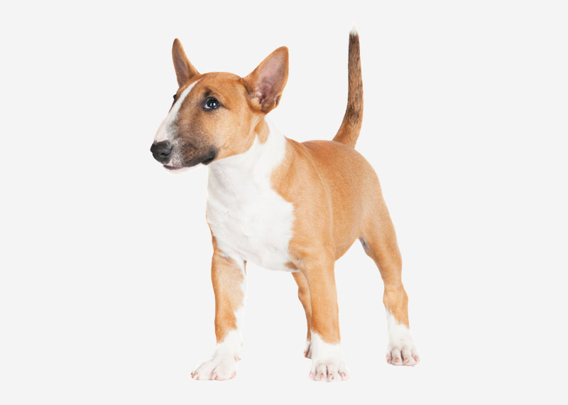 Bull Terrier (Miniature)