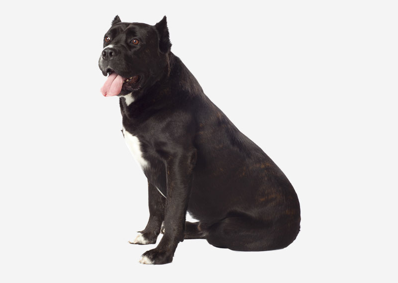 Cane Corso