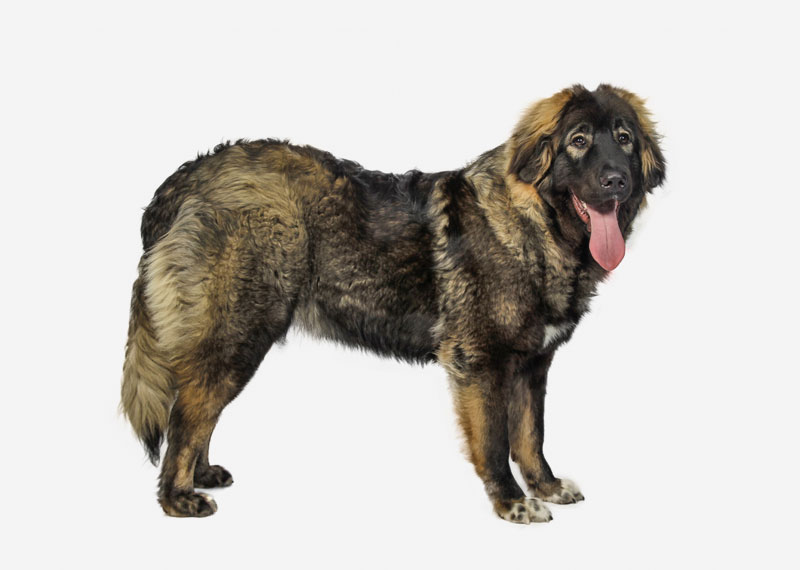 Caucasian Shepherd Dog