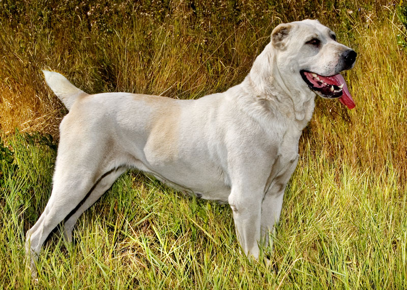 Central Asian Shepherd Dog