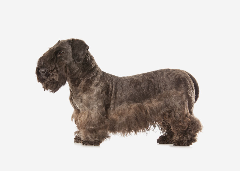 Cesky Terrier